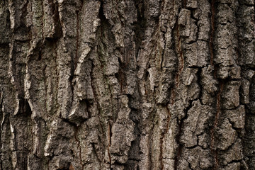 A part of old tree stem, covered with brown bark and green moss in forest woods in winter. Bare tree. Natural texture background