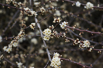 Close-up picture of tree in blossom. Small white flowers on the bush branches in forest woods field in spring. Natural environmental background.