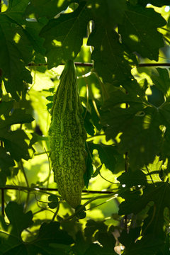 Bitter gourd plant with bitter gourd 