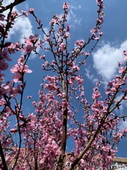 pink cherry blossom