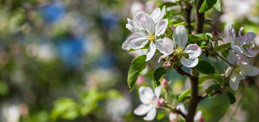 Fototapeta premium White flowers on the spring fruit tree.