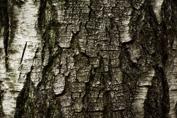 A part of old tree stem, covered with brown bark and green moss in forest woods in winter. Bare tree. Natural texture background