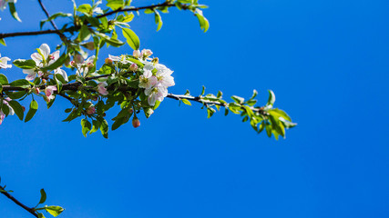 White flowers on the spring fruit tree.