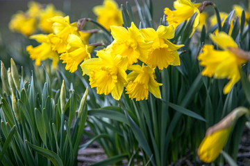 Daffodils in the flowerbed. Very beautiful spring flowers.