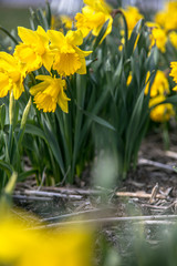 Fototapeta premium Daffodils in the flowerbed. Very beautiful spring flowers.