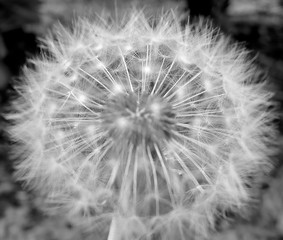 Close-up Of Dandelion Growing Outdoors