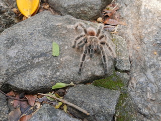 spider on the rock