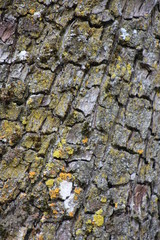 pear tree bark