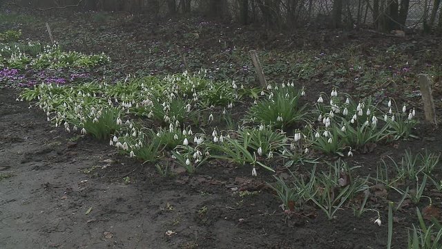 First spring flowers snowdrops in the woods. Beautiful spring flowers in the wild. Snowdrops in nature.