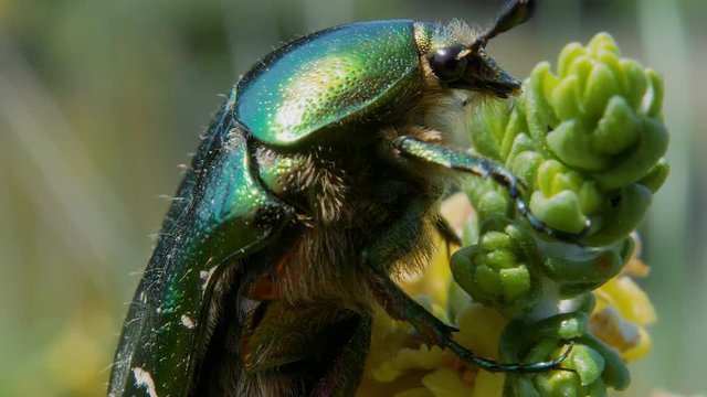 Extreme close up: profile of vertical green metallic wing covered beetle on bud of plant and flies away