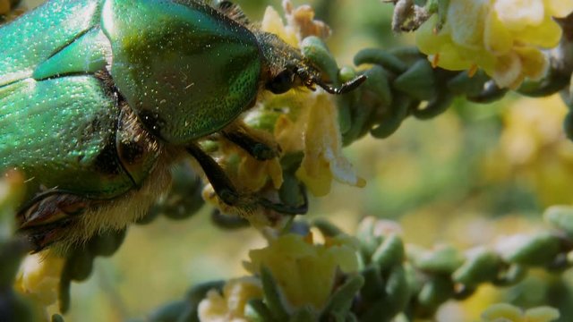 Extreme close up above green metallic wing covered beetle eating flower of plant