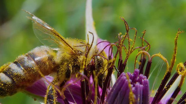 Extreme close up profile view of pollen covered honey bee working and pollinating purple flower and fly away