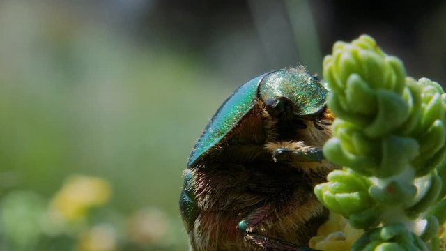 Extreme close up and portrait of green metallic beetle and mouth eating flower of plant