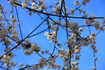 Baumblüte
