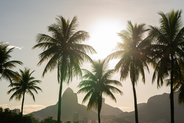 Fototapeta na wymiar Palm trees silhouettes on the sunny day in Rio de Janeiro