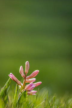 pink spring hyacinth flower sprouting out of the green grass, vertical with copy space