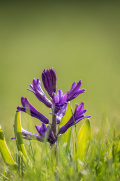 purple spring hyacinth flower sprouting out of the green grass, vertical with copy space