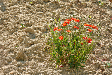 Roter Mohn (Papaver) 