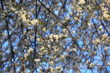Baumblüte