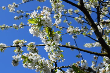 Prunus avium