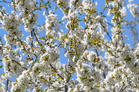 flowering bird cherry  (Prunus padus)
Kirschblüte - blühende Traubenkirsche (Prunus padus)