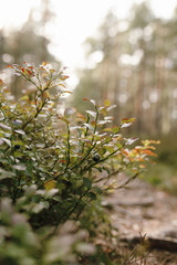 Bushes of fresh ripe blueberries in Nordic forest