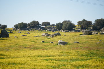 Fototapeta na wymiar Alentejo landscape with olive tree and yellow flowers in Portugal