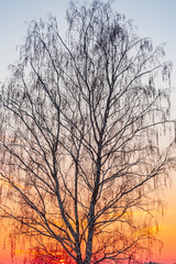 tree at sunset