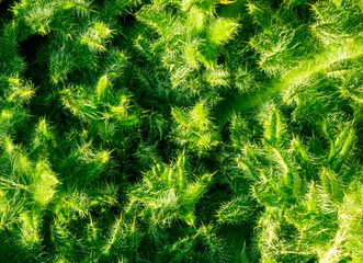 bright green valley young terry background in a sunny day, juisy salad grass nature texture , plants backdrop close up