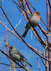Wildlife of Colorado. The Common House Finch. Males have a dominant red color, the females are mostly grey.