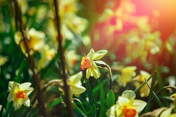 Obraz na płótnie Canvas Spring. Daffodils are blooming in the garden. sunny day.