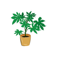 Plant in pot