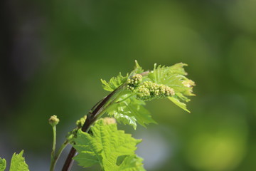 gros plan sur une vigne au printemps avec grappes en fleurs