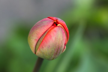 Tulipan zamknięty
