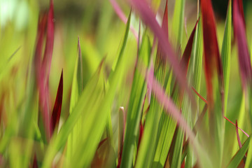 Barwna zielono-czerwona trawa