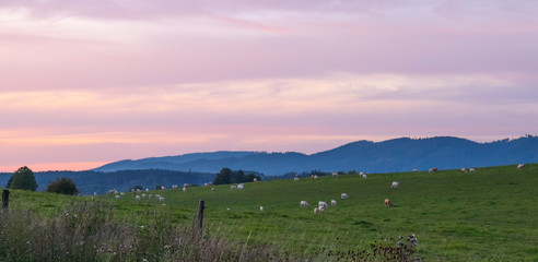 Pastwisko z krowami o zachodzie słońca © Ania