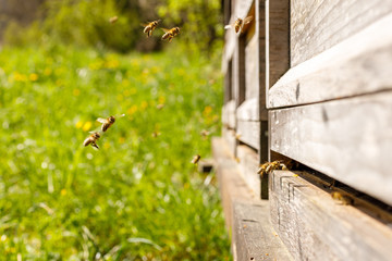 Bienen am Bienenhaus