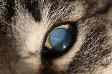 Oko niewidomego kota makro 