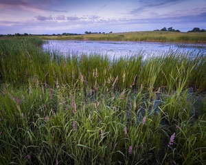 Obraz premium Sunset sky over a Midwest prairie wetland habitat.
