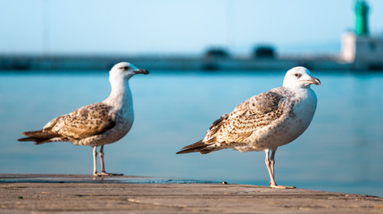 Two seagulls standing on the edge of a stone coast. One looking into the distance, other awkwardly stares at the camera