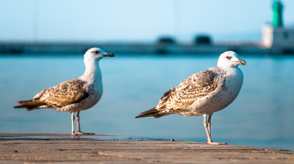 Two seagulls standing on the edge of a stone coast. One looking into the distance, other awkwardly...