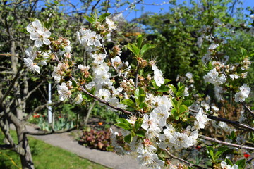 Prunus avium