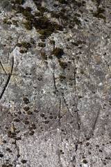 beton wall with lichen