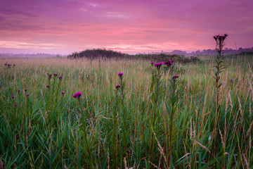 Ironweed, a native wildflower, blooming in the summer prairie beneath a red sunrise sky.
