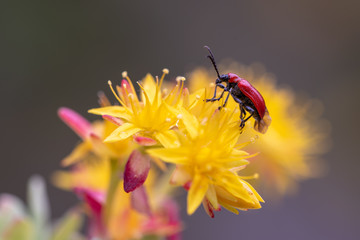 macrofotografia, insetti e aracnide