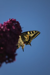 paysage du jardin papillon sur  lilas en fleurs mauve