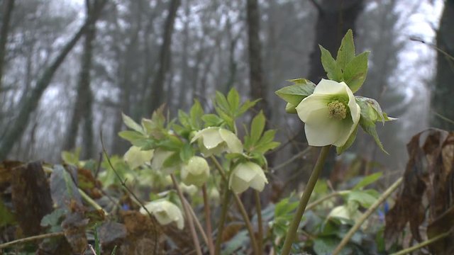 Hellebores (helleborus argutifolius) in flower. springtime. cross processed