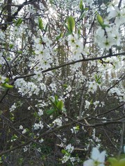 blossoming apple tree