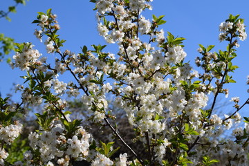 Prunus avium