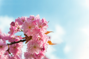 Sakura flowers, cherry blossom